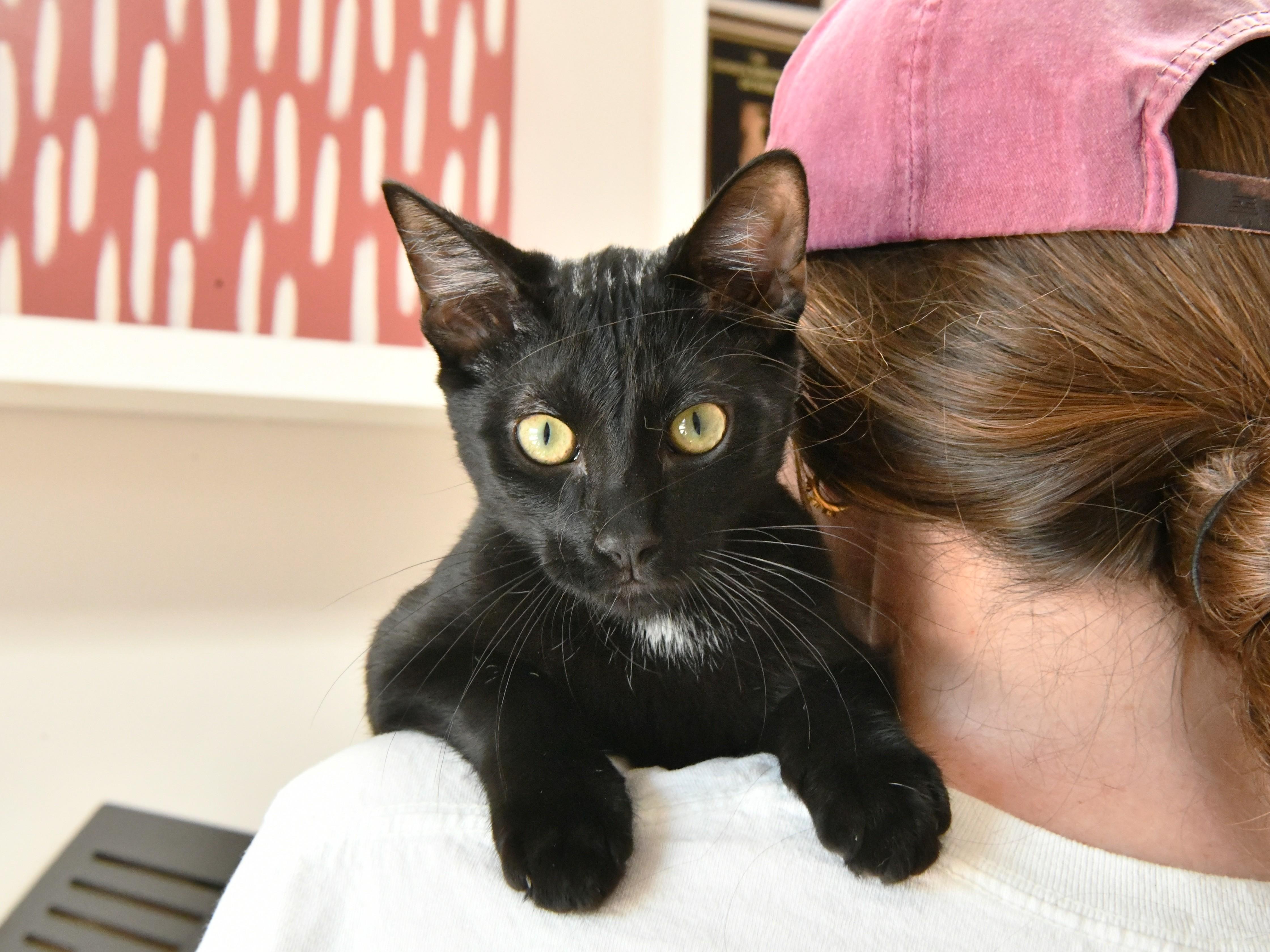 Enlarge Belk, a ADOPTABLE Domestic Short Hair in Fairhope, AL image 1/1