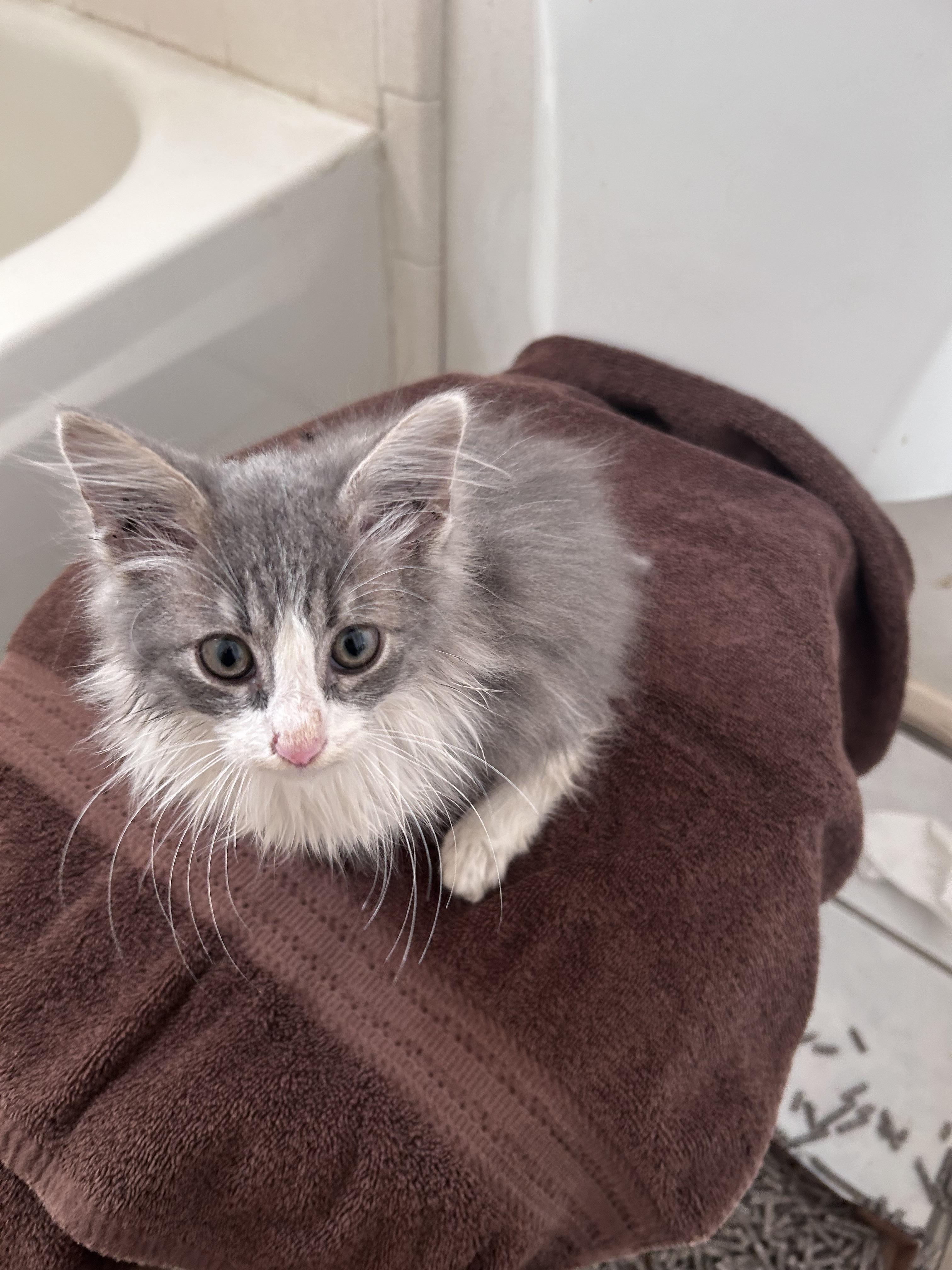 Howie, adopted, Kitten Male Domestic Long Hair.