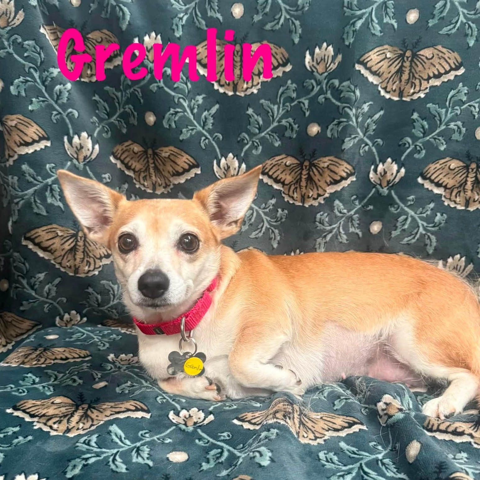 Gremlin, adopted, Adult Female Corgi.