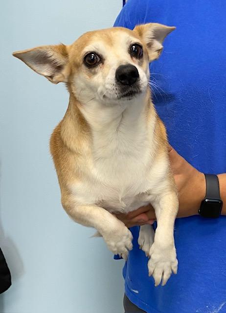 Gremlin, an adopted mixed breed in Albany, NY image 3/3