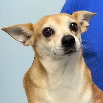 Gremlin, an adopted mixed breed in Albany, NY image 2/3