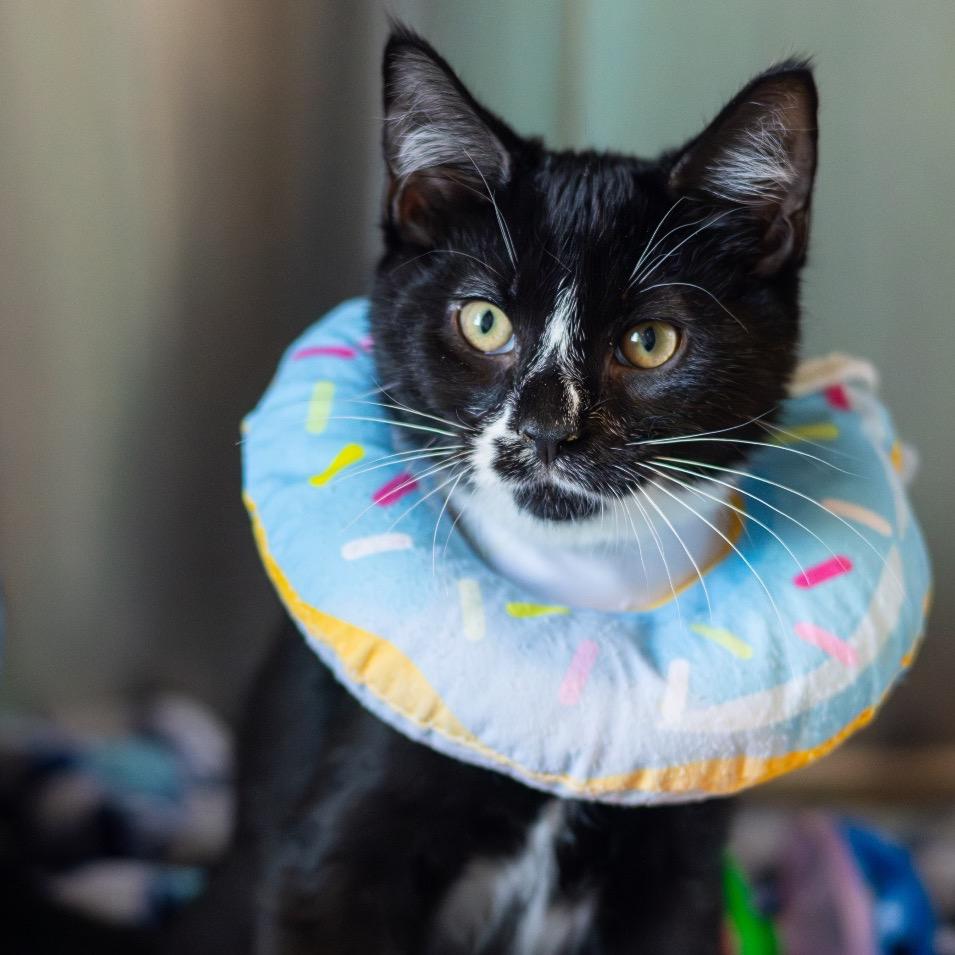 Garnet (bonded with Sapphire)