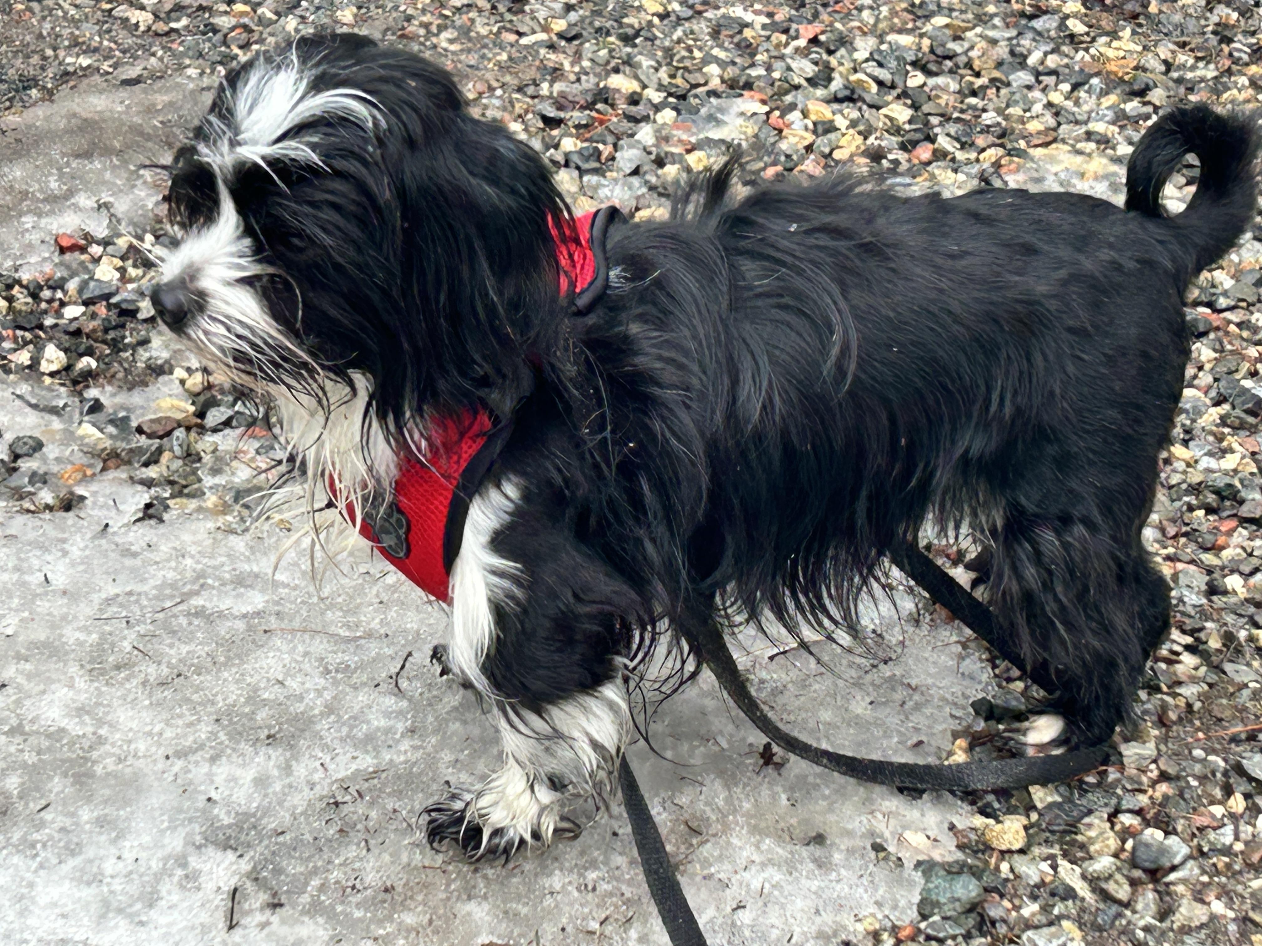 Enlarge Bartholemew, a ADOPTABLE mixed breed in Scarborough, ON image 3/6