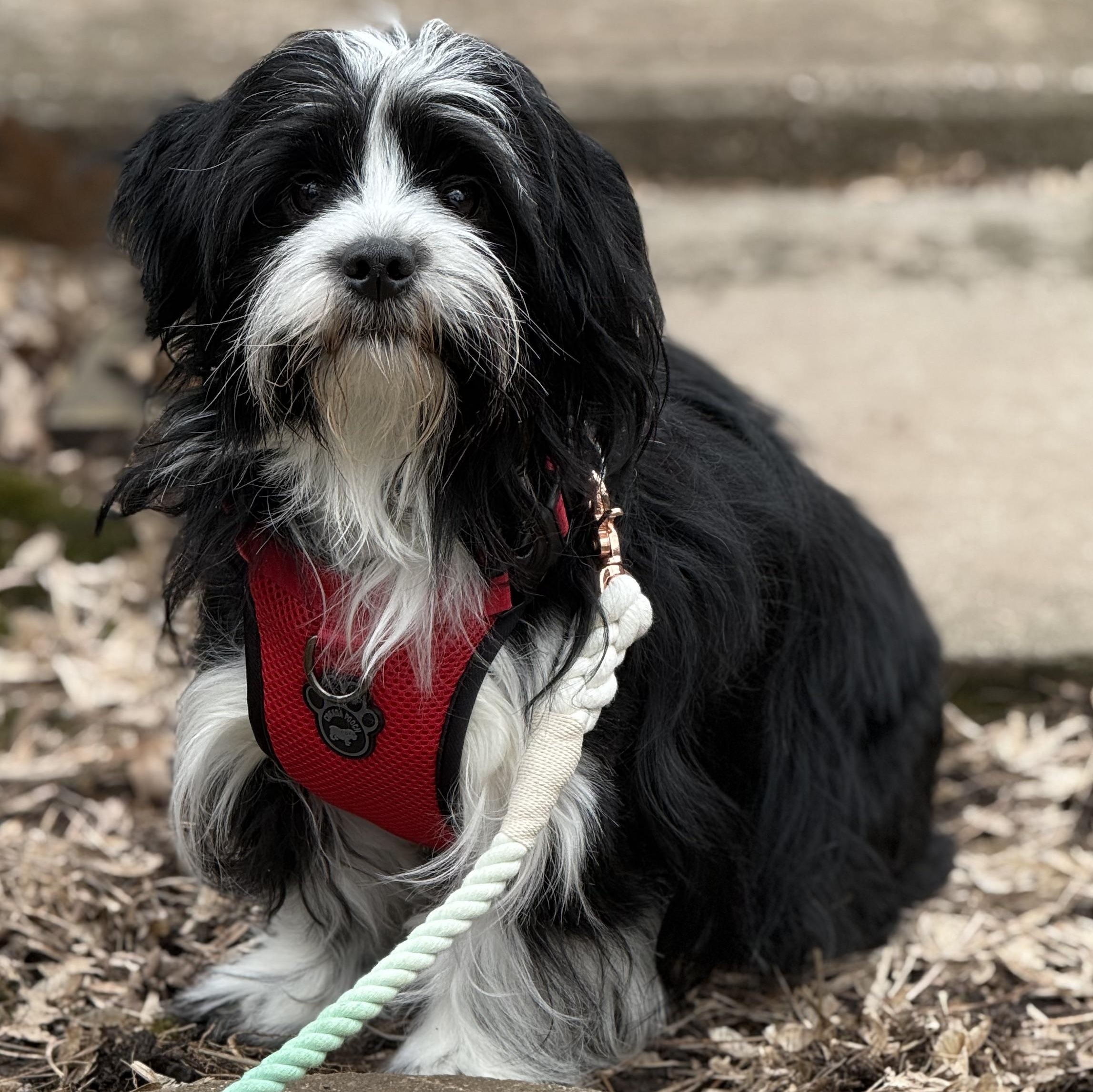 Bartholemew, ADOPTABLE, Adult Male Shih Tzu.