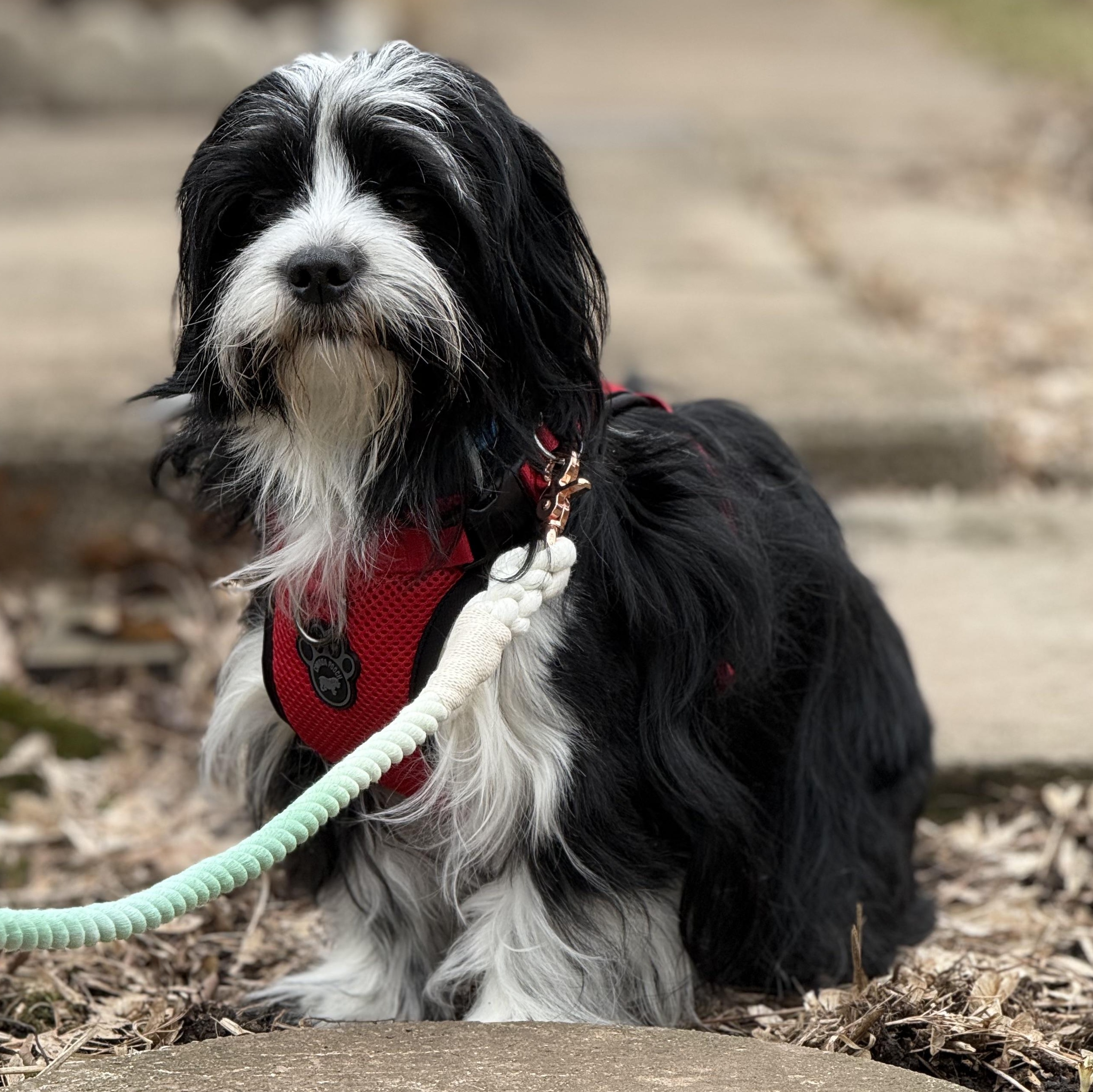 Enlarge Bartholemew, a ADOPTABLE mixed breed in Scarborough, ON image 4/6