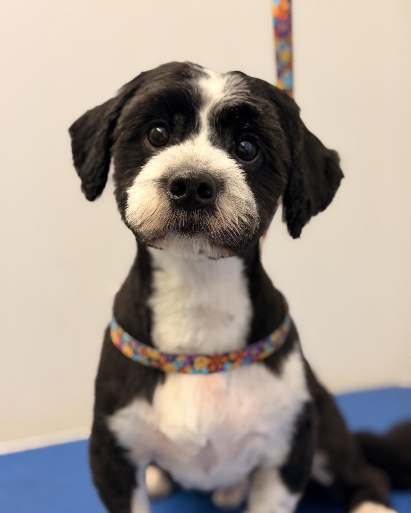 Enlarge Bartholemew 99.00 ADOPTION FEE, a ADOPTABLE mixed breed in Scarborough, ON image 1/6