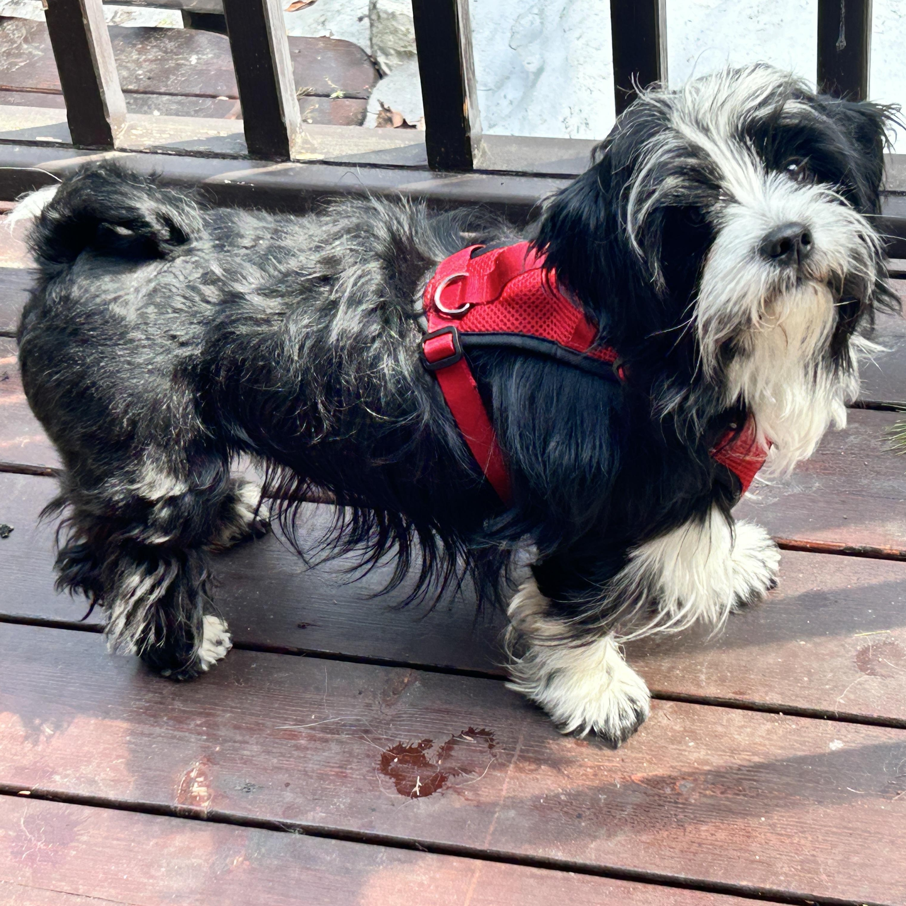 Enlarge Bartholemew, a ADOPTABLE mixed breed in Scarborough, ON image 5/6