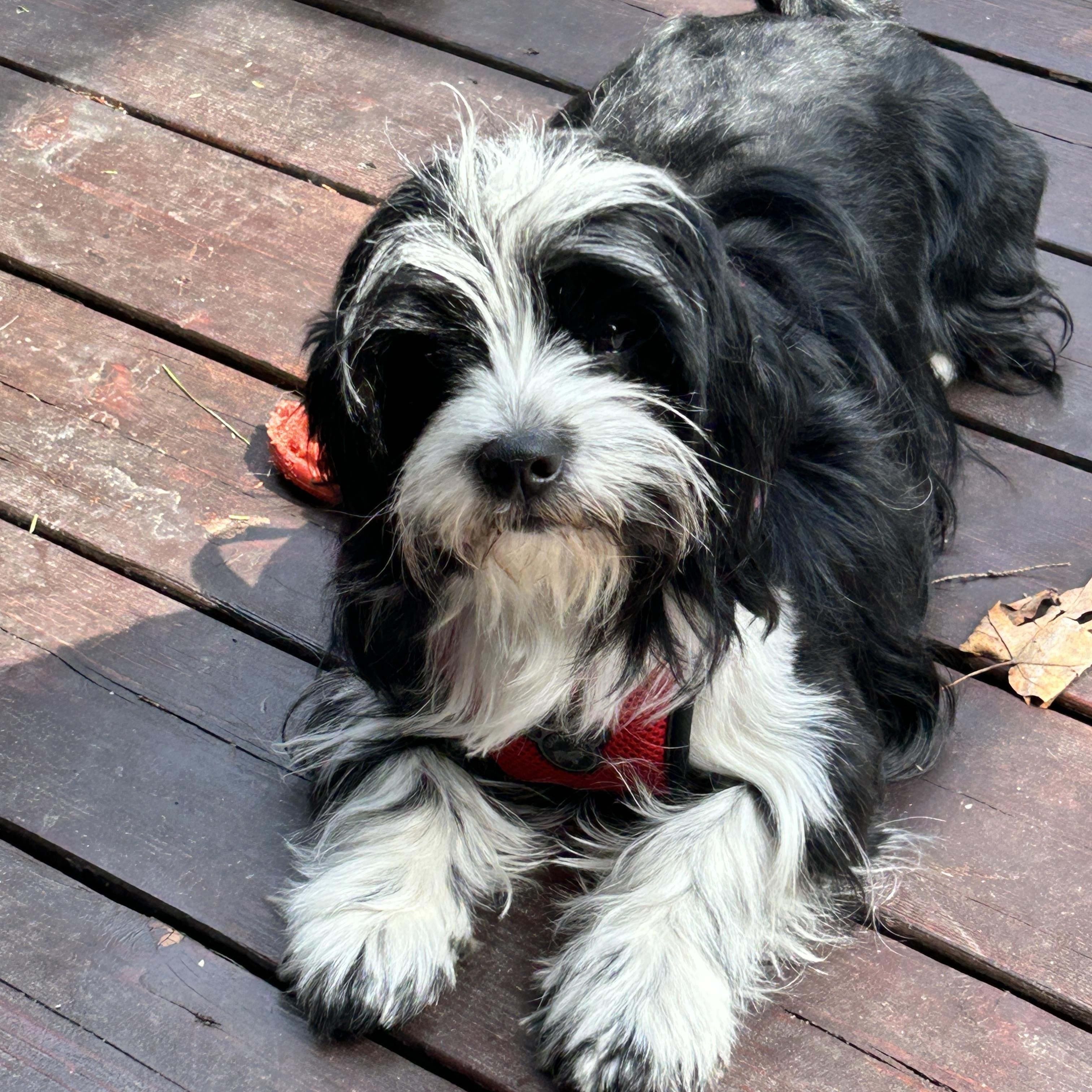 Enlarge Bartholemew, a ADOPTABLE mixed breed in Scarborough, ON image 2/6