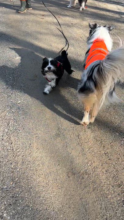 Enlarge Bartholemew, a ADOPTABLE mixed breed in Scarborough, ON video 6/6