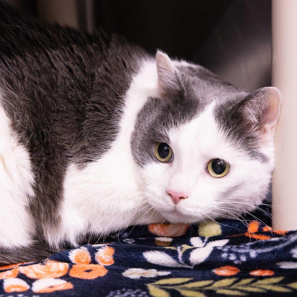 Jerry, a Adoptable Domestic Short Hair in Mentor, OH image 1/3