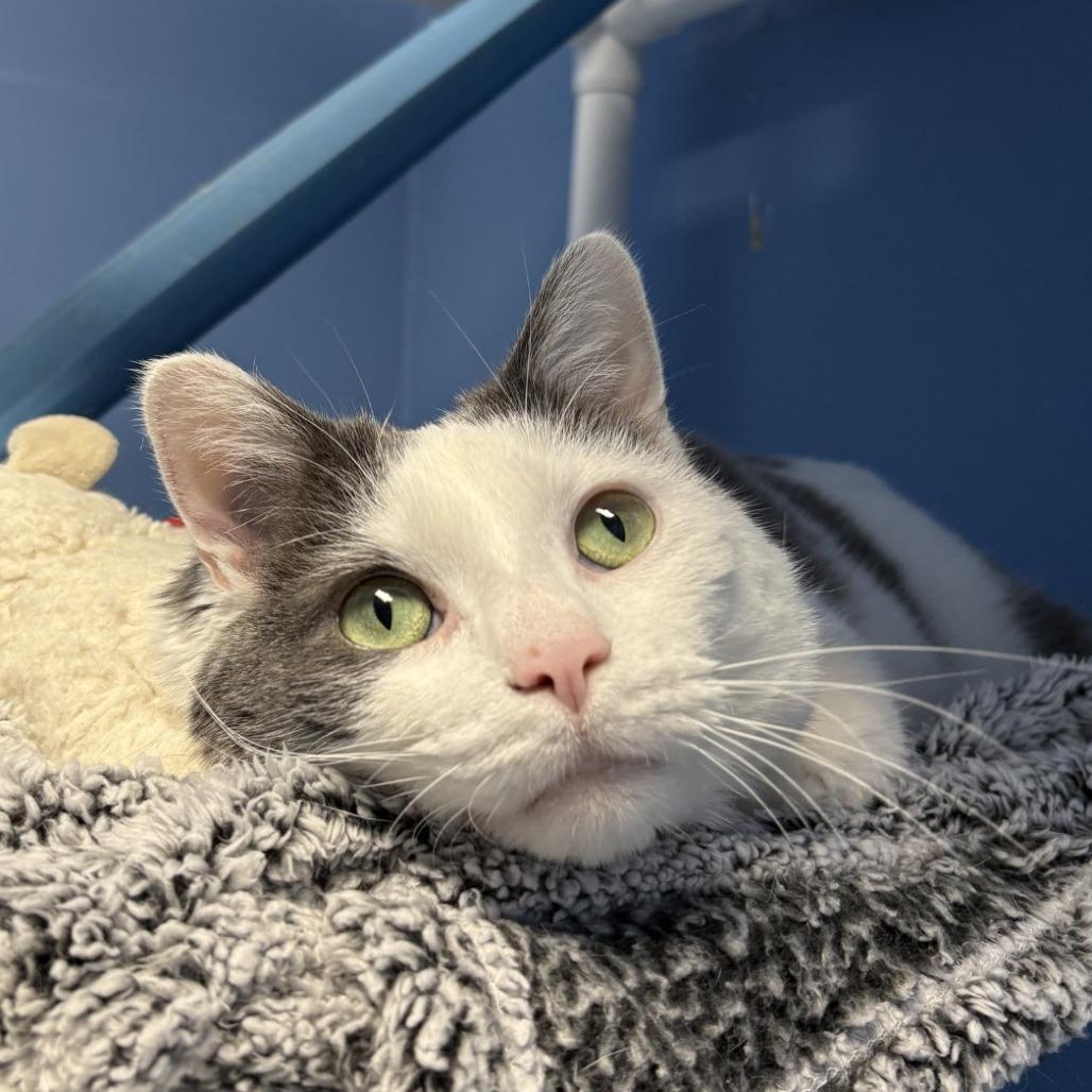 Jerry, a Adoptable Domestic Short Hair in Mentor, OH image 2/5