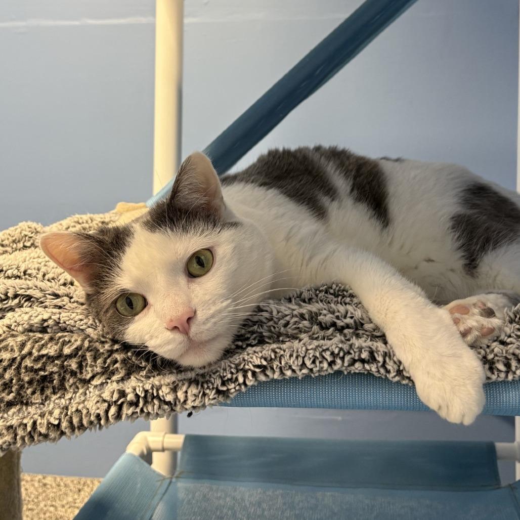 Jerry, a Adoptable Domestic Short Hair in Mentor, OH image 3/5