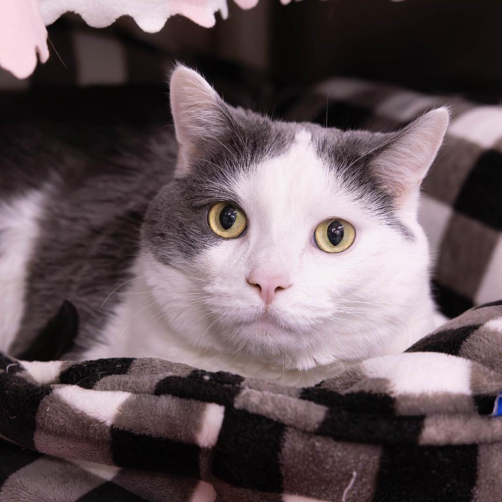 Jerry, a Adoptable Domestic Short Hair in Mentor, OH image 2/3