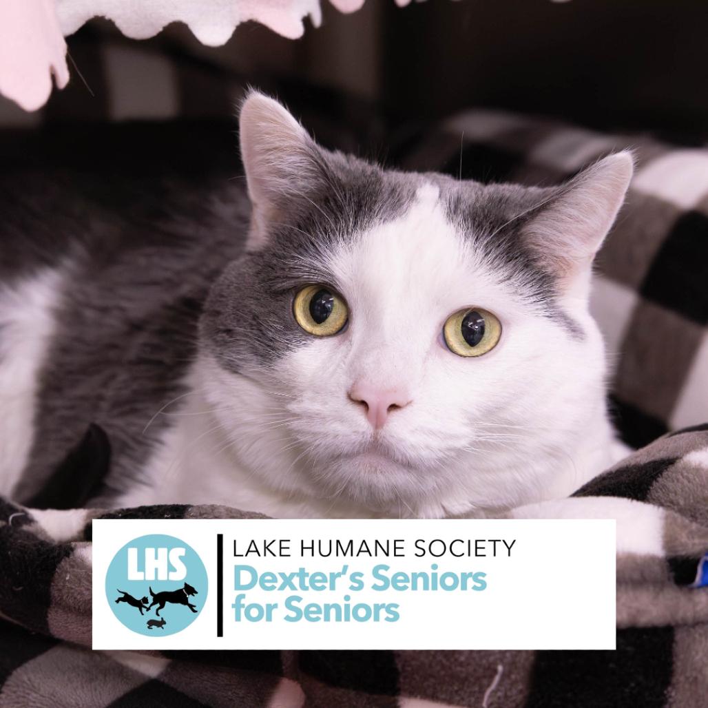 Jerry, a Adoptable Domestic Short Hair in Mentor, OH image 3/3