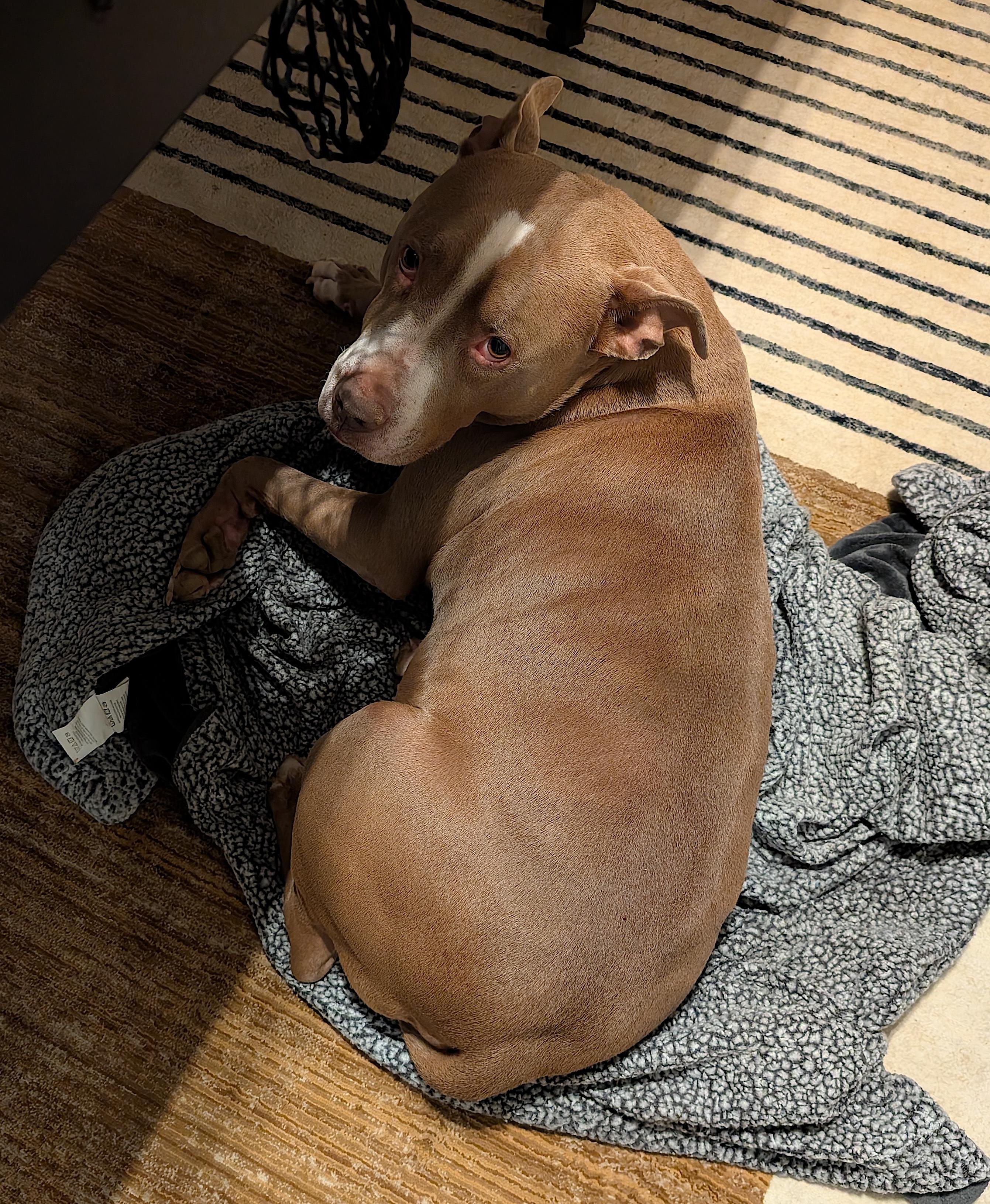 Percy J, a Adoptable Pit Bull Terrier in Pleasant Garden, NC image 3/6