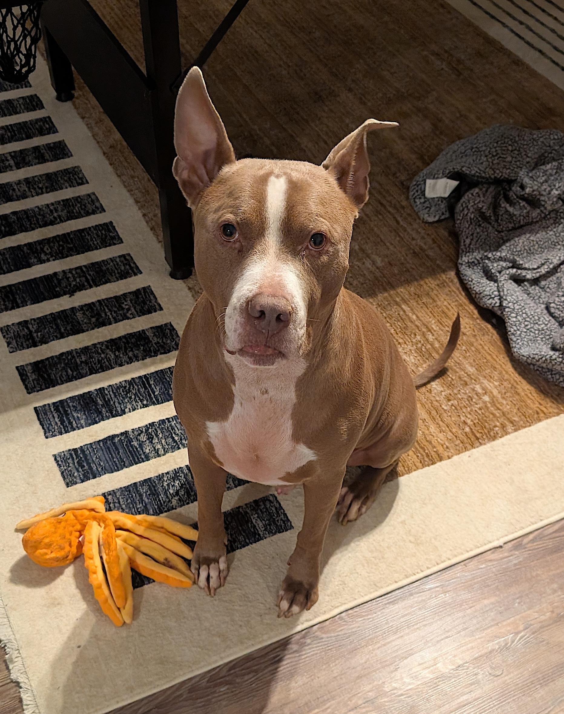 Percy J, a Adoptable Pit Bull Terrier in Pleasant Garden, NC image 2/6