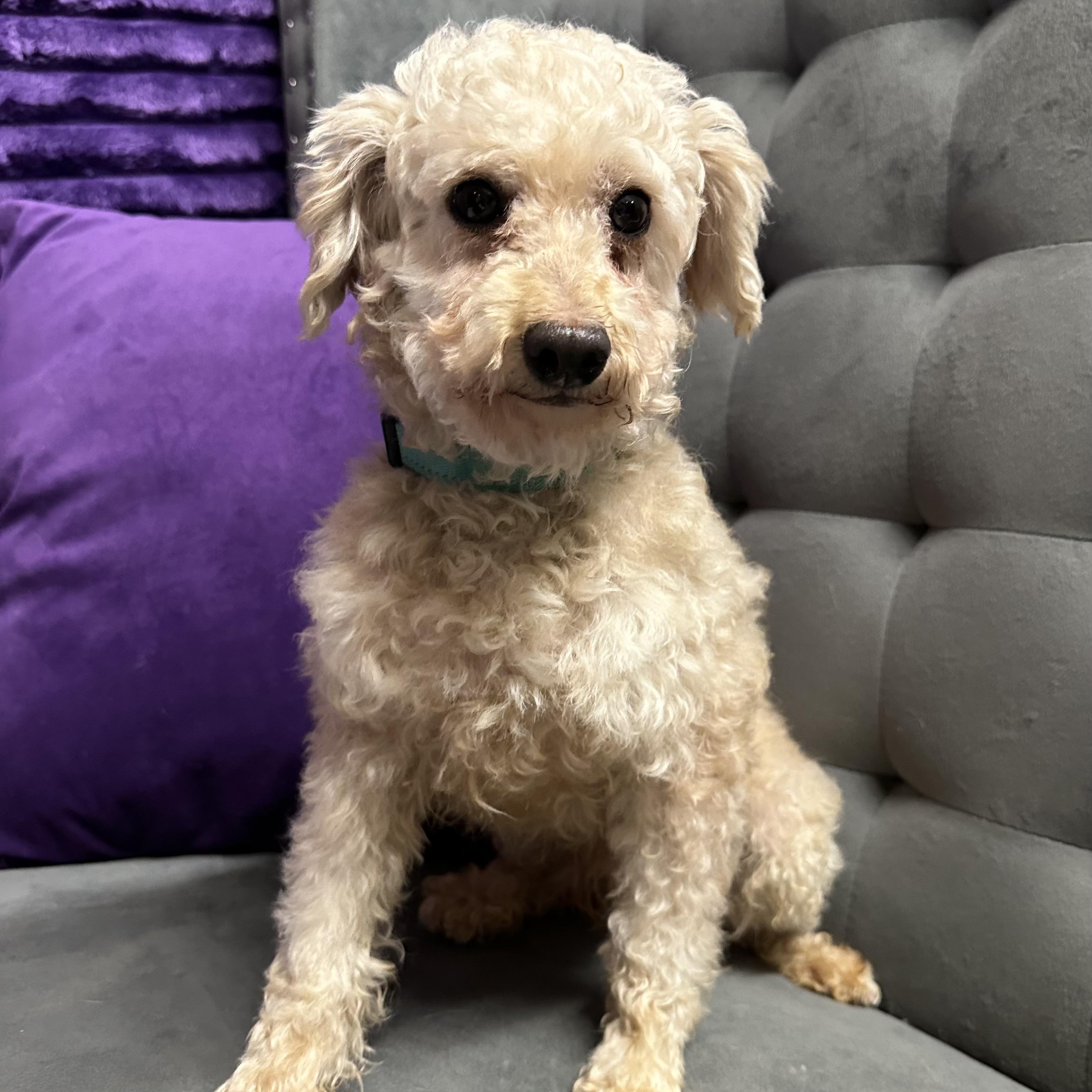 Santo - Foster Home Needed , a ADOPTABLE Poodle in Hartland, WI image 3/6
