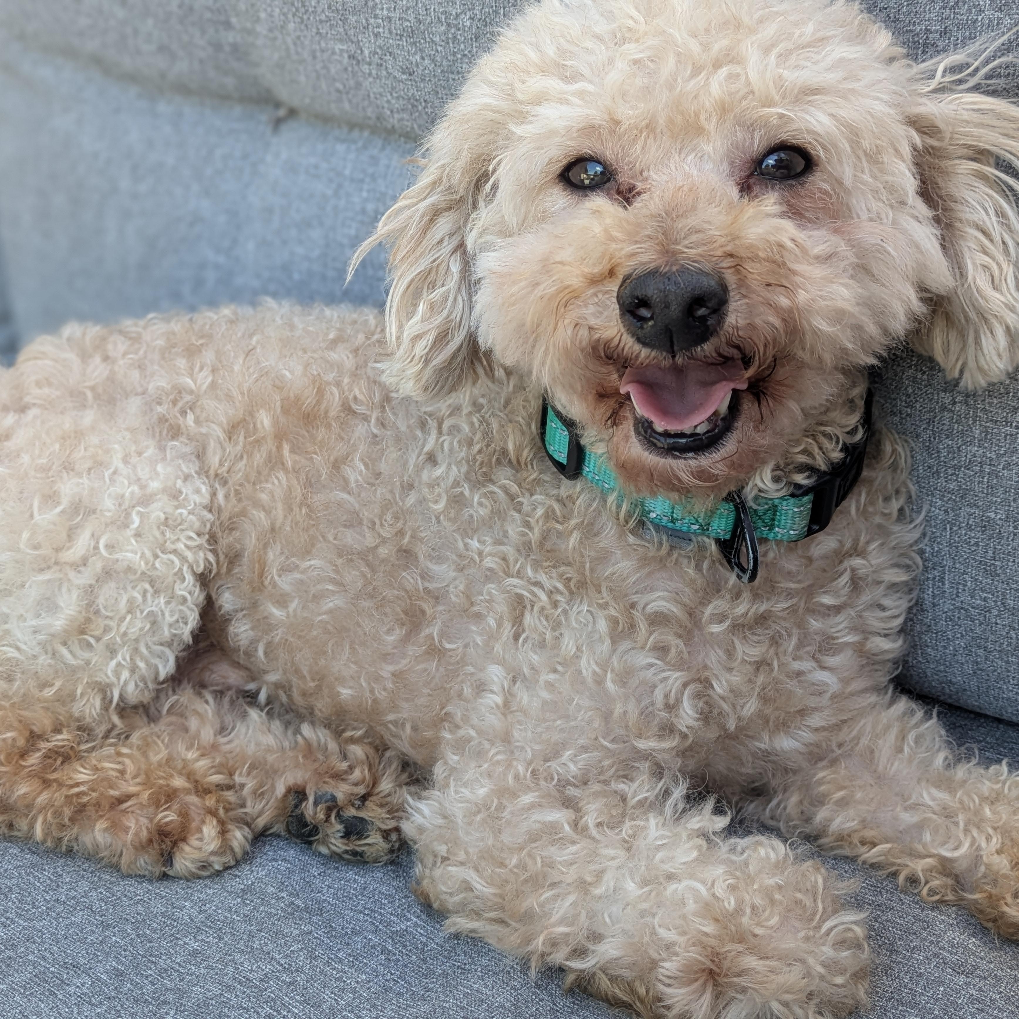 Santo, a ADOPTABLE Poodle in Hartland, WI image 2/6