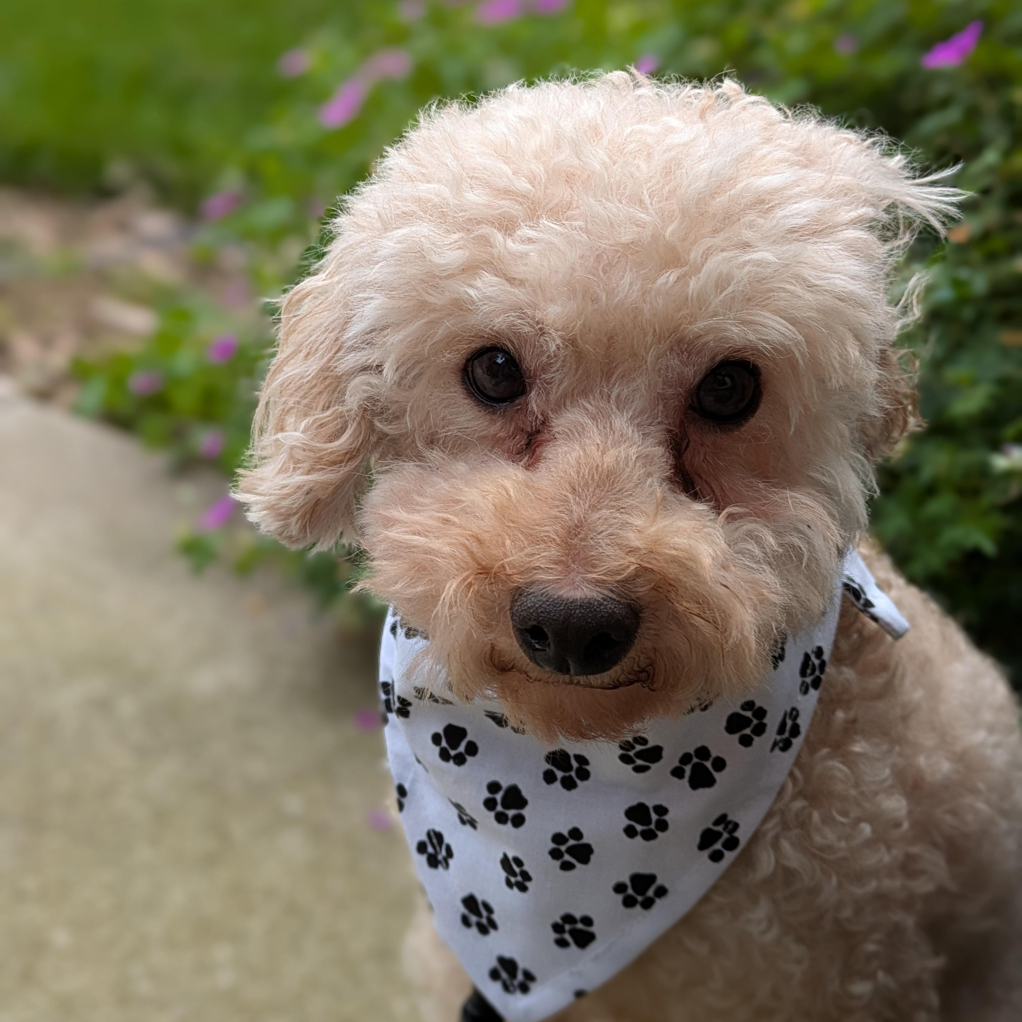 Santo, ADOPTABLE, Adult Male Poodle.