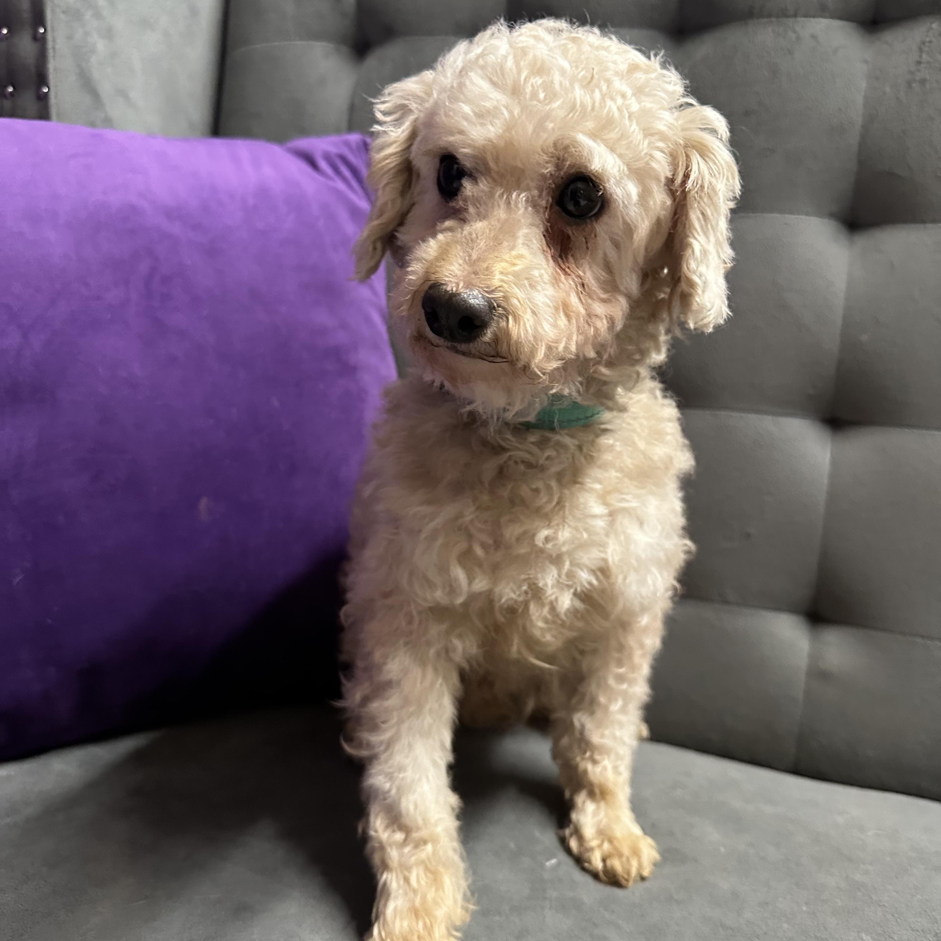 Santo - Foster Home Needed , a ADOPTABLE Poodle in Hartland, WI image 4/6