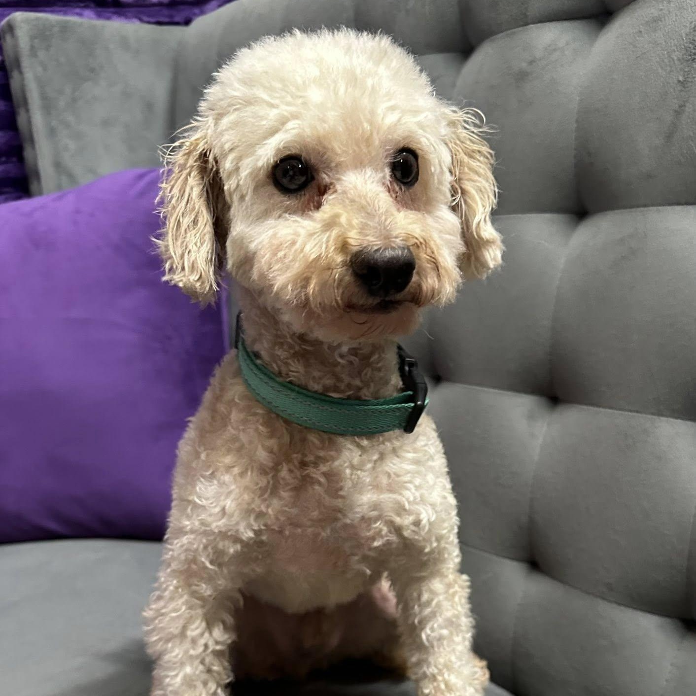 Santo - Foster Home Needed , a ADOPTABLE Poodle in Hartland, WI image 2/6