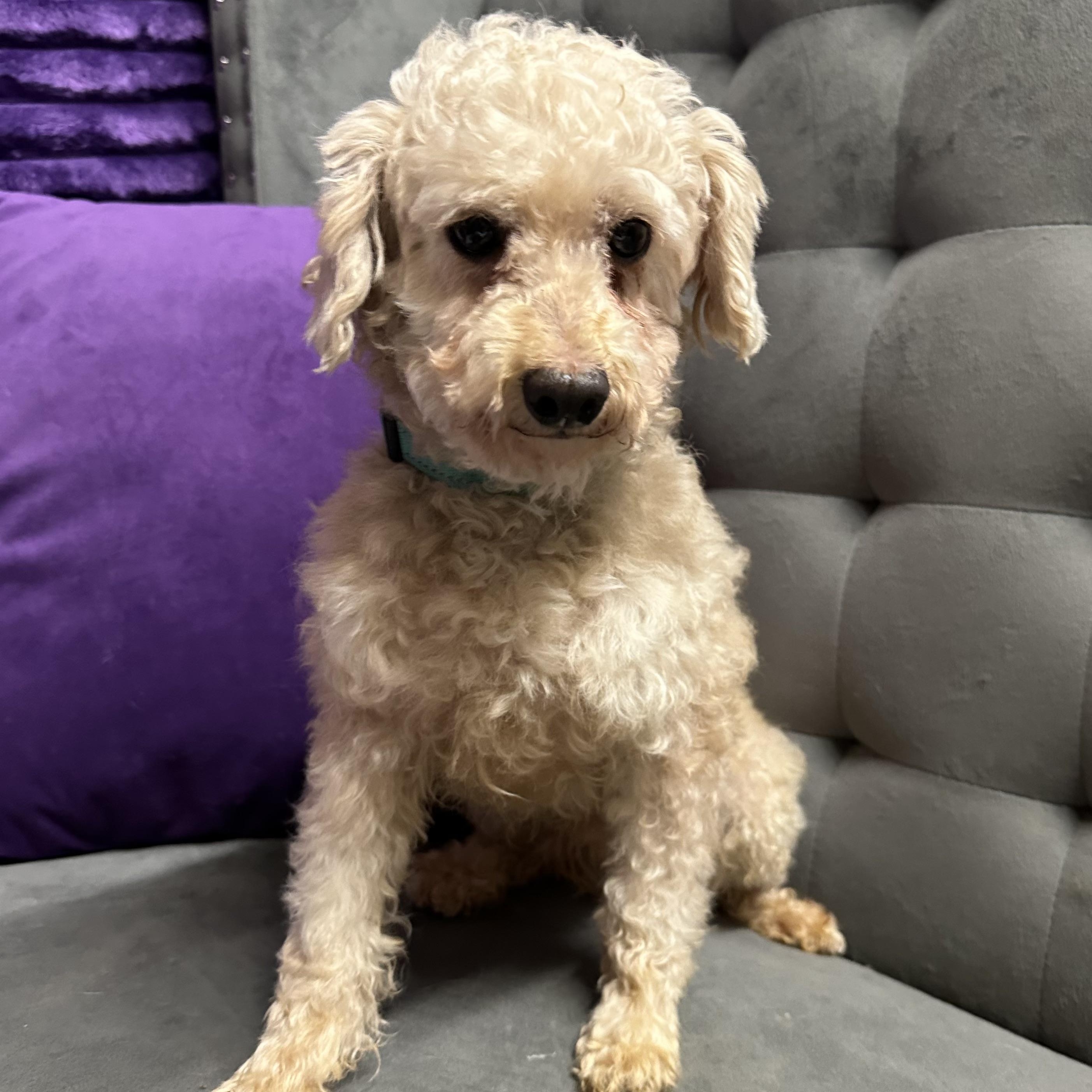 Santo - Foster Home Needed , a ADOPTABLE Poodle in Hartland, WI image 5/6