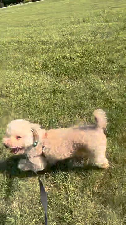 Enlarge Santo - Home Visit in Process, a ADOPTABLE Poodle in Hartland, WI video 6/6