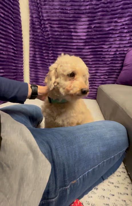 Enlarge Santo - Foster Home Needed , a ADOPTABLE Poodle in Hartland, WI video 6/6