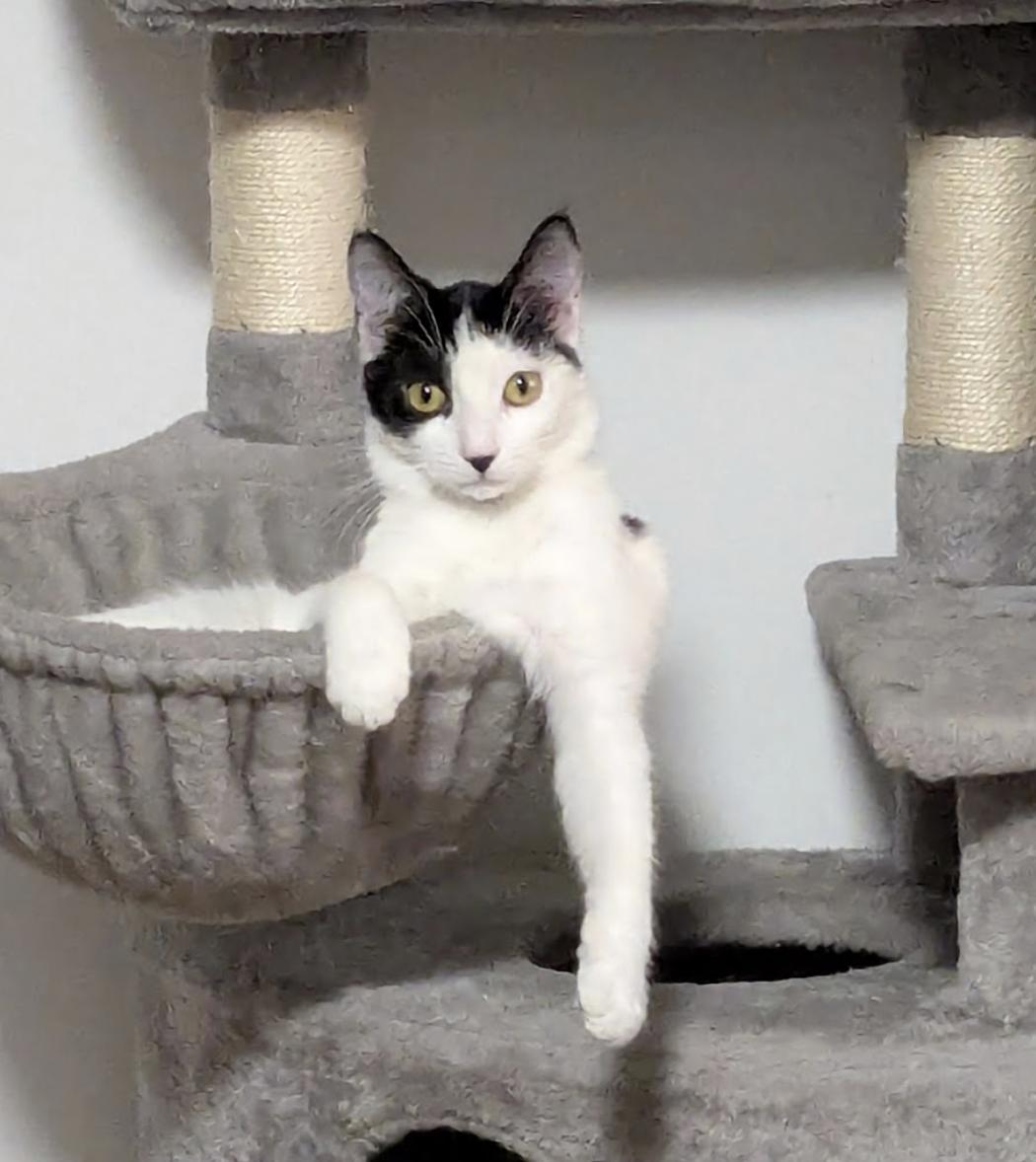 Sushi, ADOPTABLE, Young Female Domestic Short Hair.