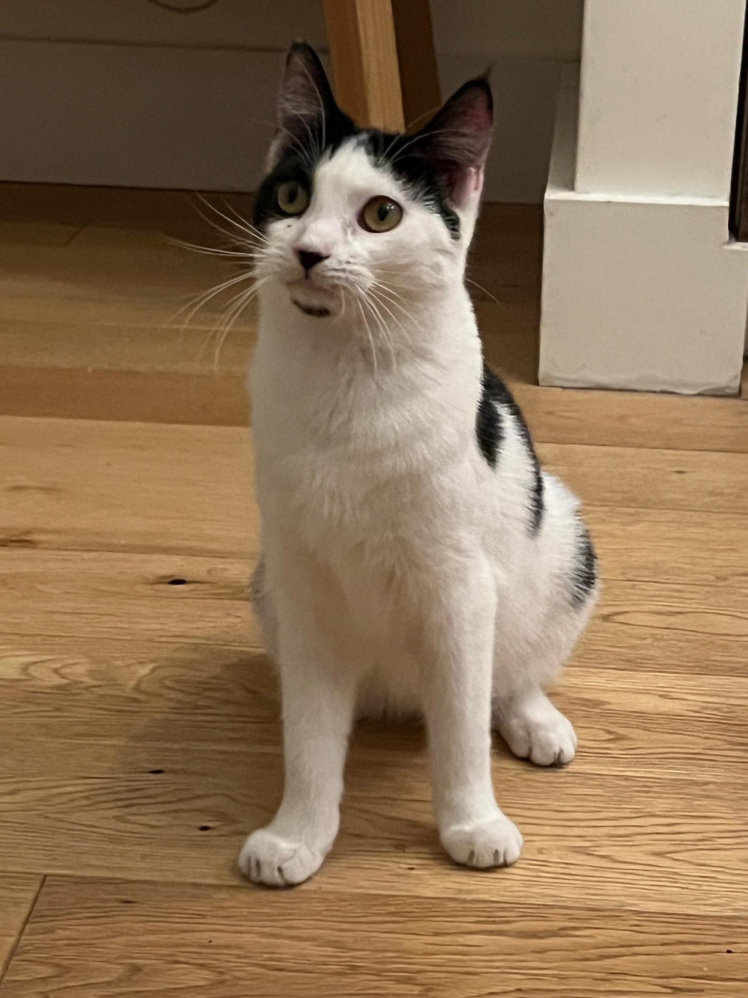 Enlarge Sushi, a ADOPTABLE Domestic Short Hair in Brooklyn, NY image 4/5