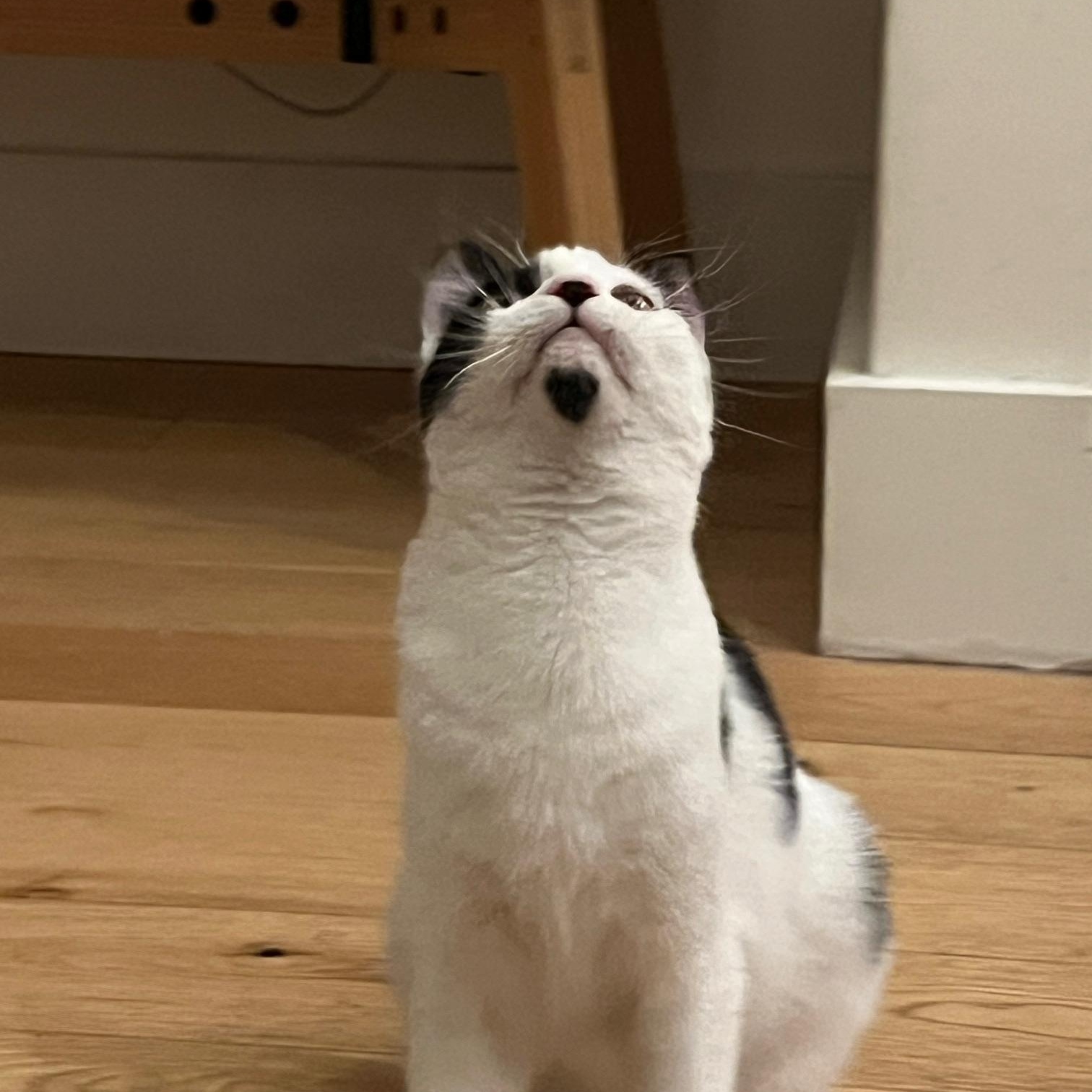 Enlarge Sushi, a ADOPTABLE Domestic Short Hair in Brooklyn, NY image 2/5