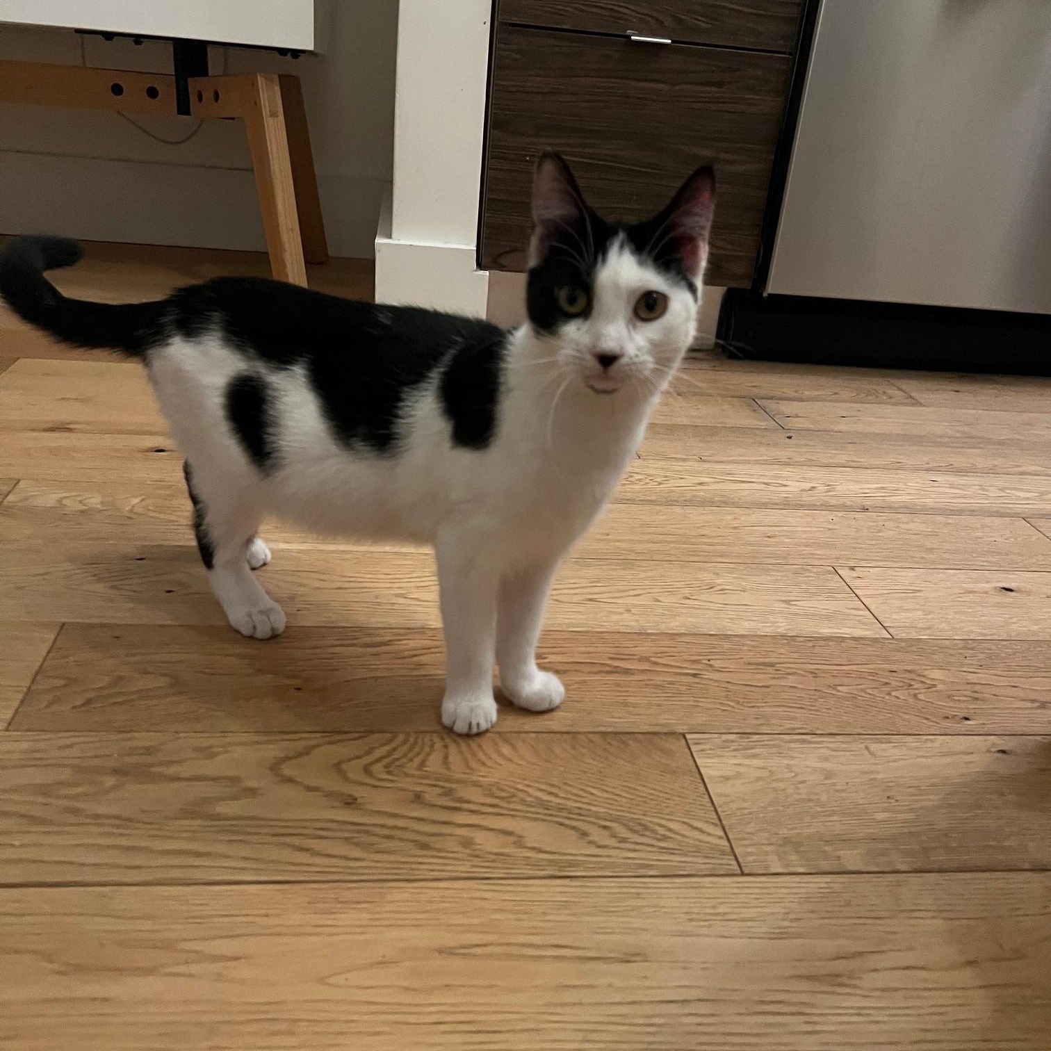 Enlarge Sushi, a ADOPTABLE Domestic Short Hair in Brooklyn, NY image 1/5