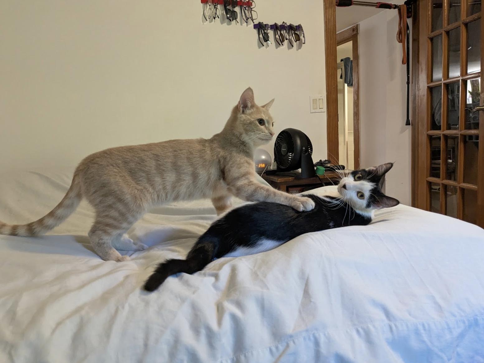 Enlarge Sushi, a ADOPTABLE Domestic Short Hair in Brooklyn, NY image 4/5