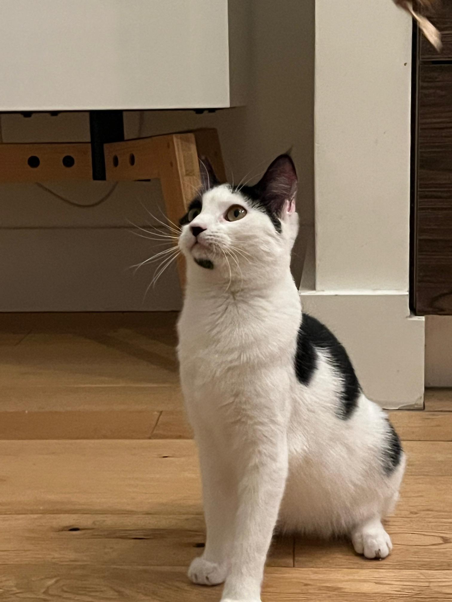 Enlarge Sushi, a ADOPTABLE Domestic Short Hair in Brooklyn, NY image 5/5