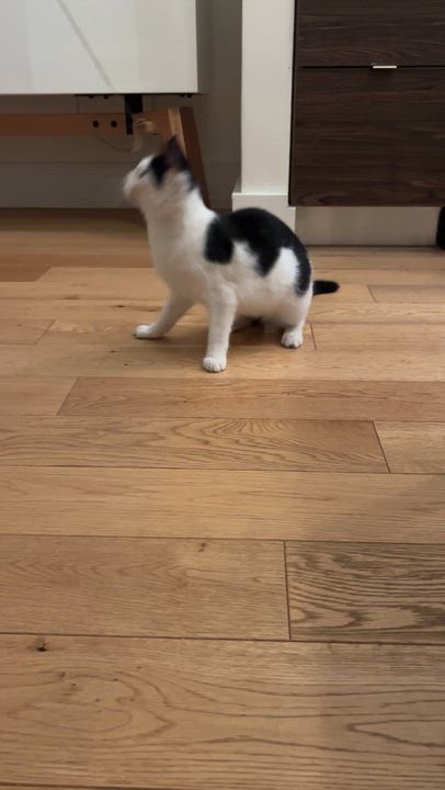 Enlarge Sushi, a ADOPTABLE Domestic Short Hair in Brooklyn, NY video 3/5