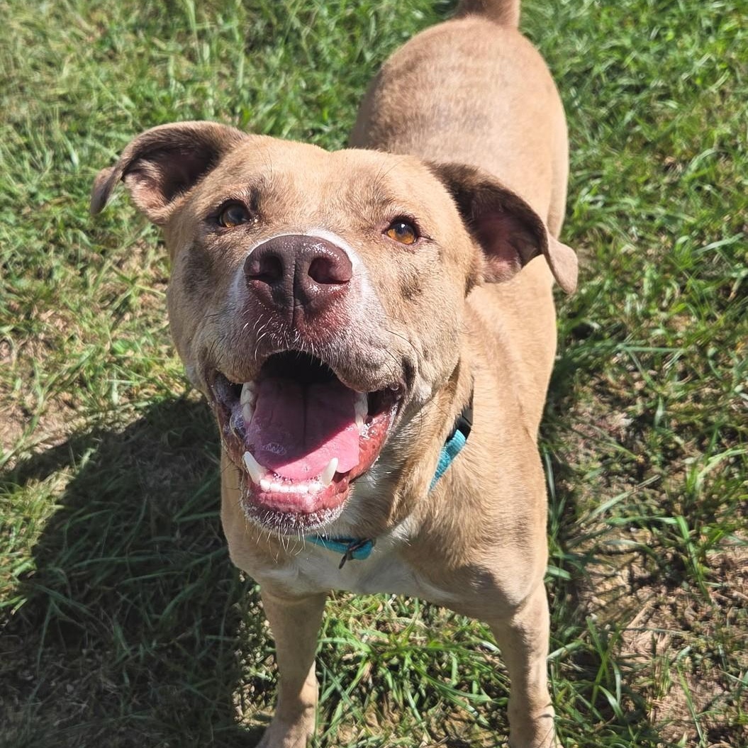Timothy, Adoptable, Adult Male American Bulldog.