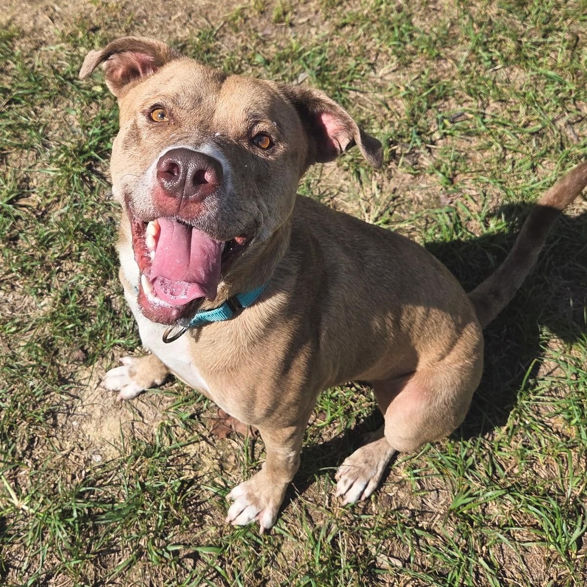 Enlarge Timothy, a Adoptable mixed breed in Shepherdsville, KY image 2/6