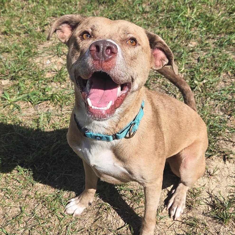 Enlarge Timothy, a Adoptable mixed breed in Shepherdsville, KY image 3/6