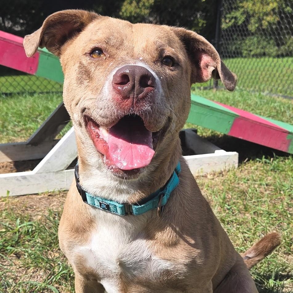 Enlarge Timothy, a Adoptable mixed breed in Shepherdsville, KY image 5/6