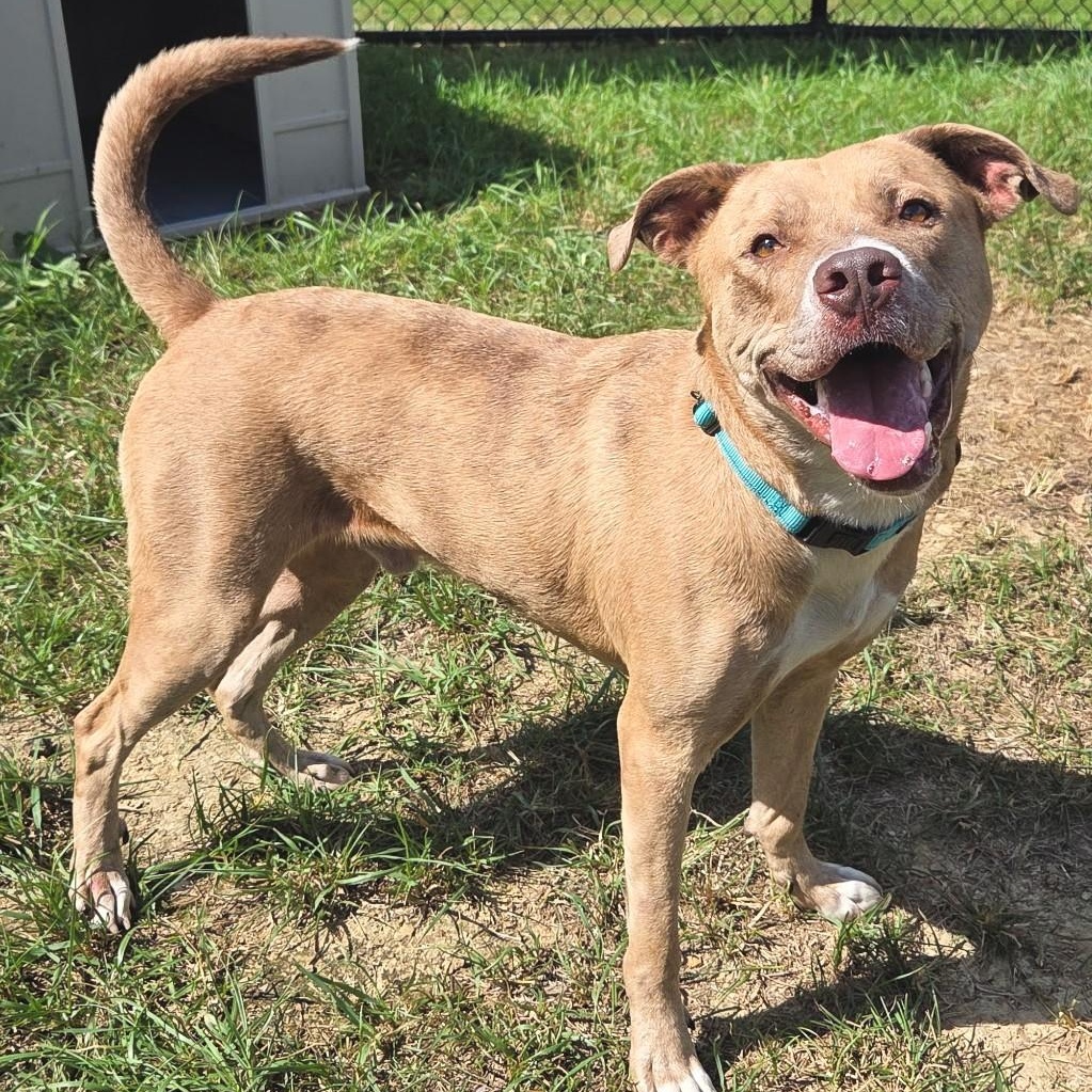 Enlarge Timothy, a Adoptable mixed breed in Shepherdsville, KY image 6/6