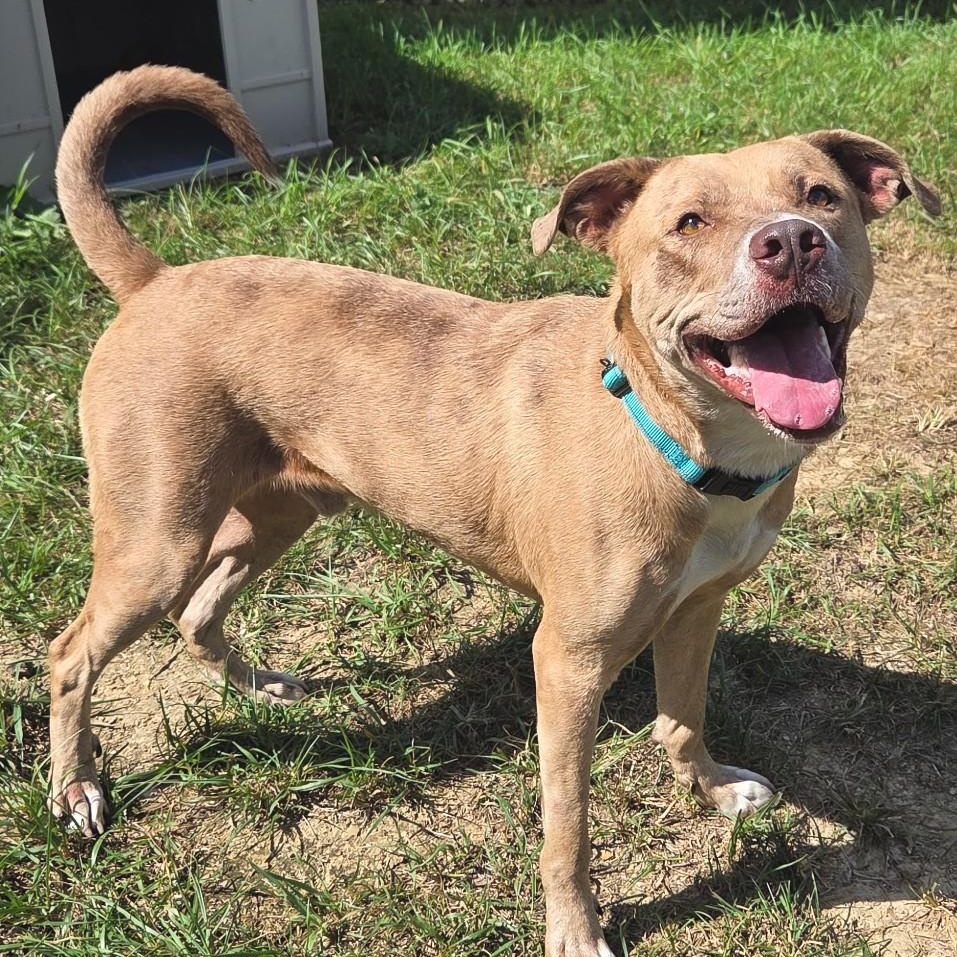 Enlarge Timothy, a Adoptable mixed breed in Shepherdsville, KY image 4/6