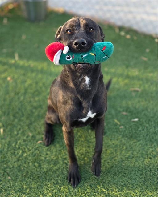IZZY, Adoptable, Young Female Pit Bull Terrier.