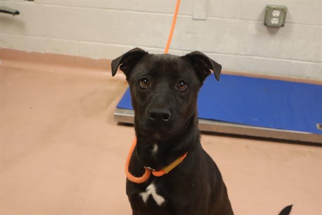 Enlarge IZZY, a Adoptable Pit Bull Terrier in Columbia, SC image 1/1