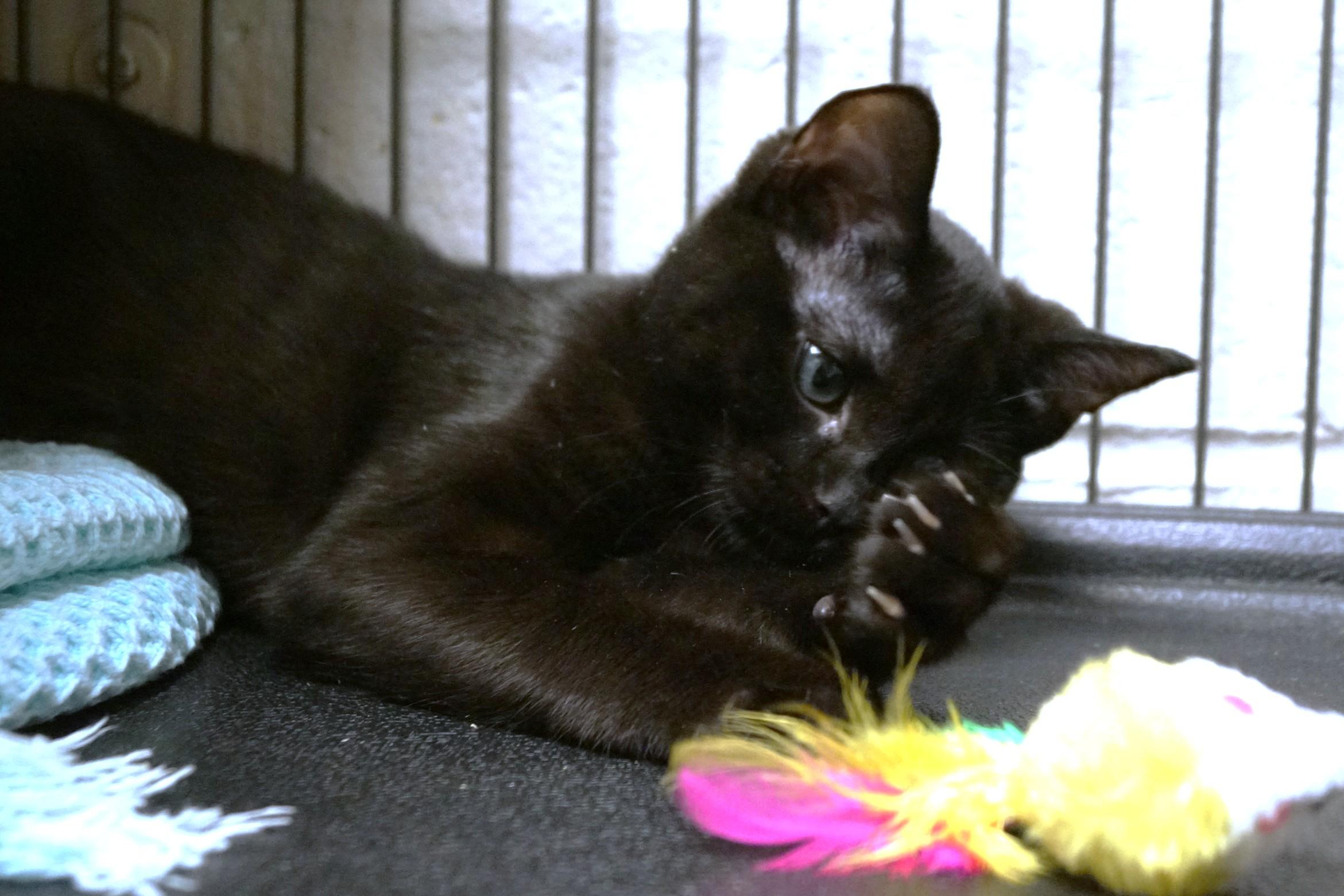 Enlarge Maya bonded w/Luka, a Adopted Domestic Short Hair in New Milford, CT image 4/5