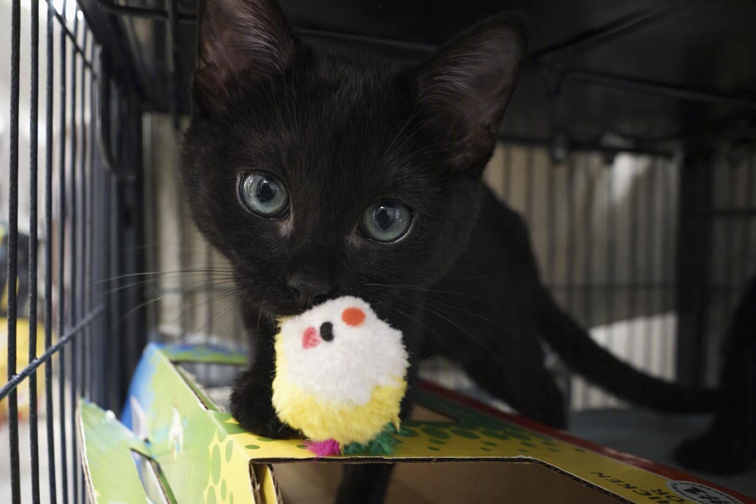 Enlarge Maya bonded w/Luka, a Adopted Domestic Short Hair in New Milford, CT image 3/5