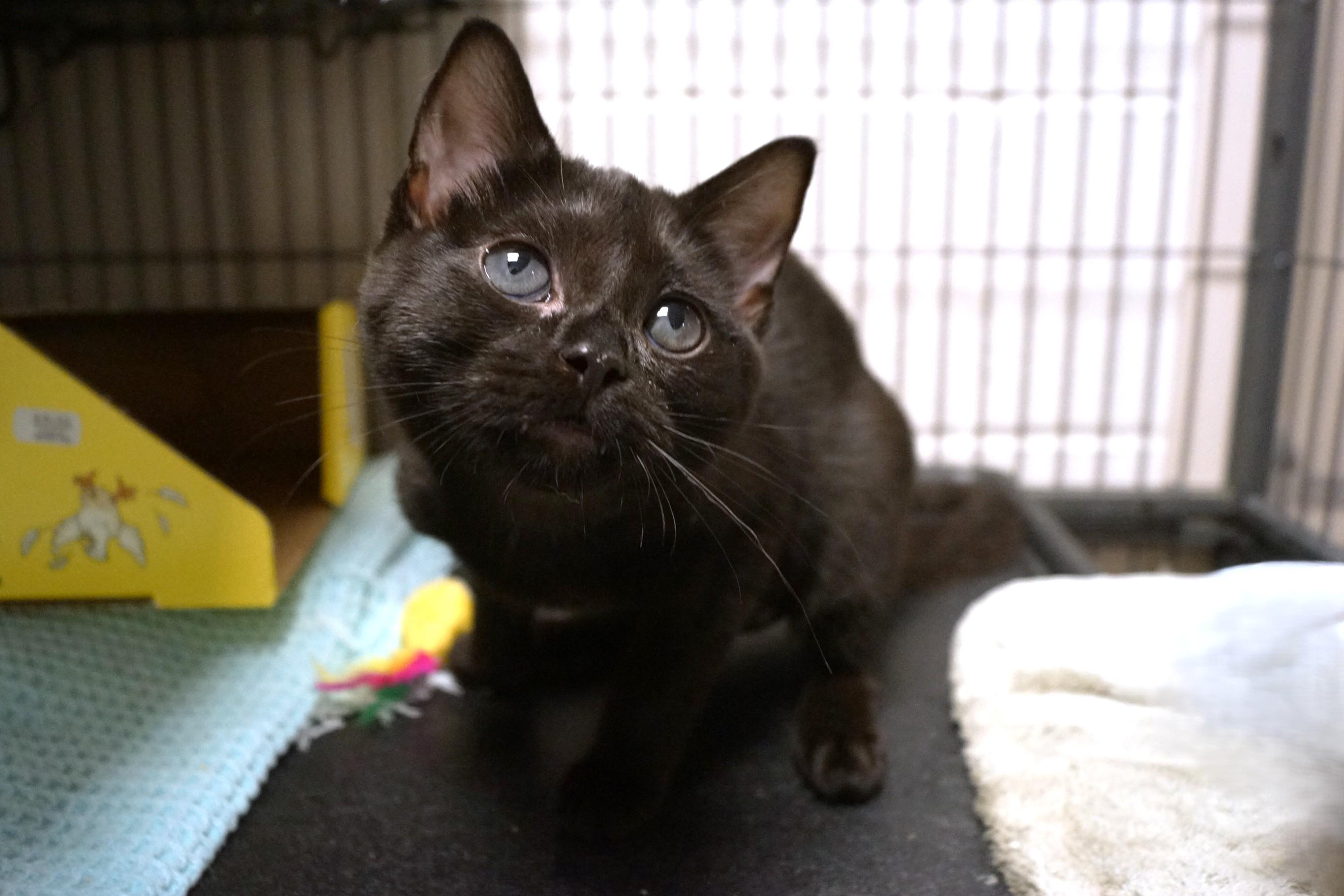 Maya bonded w/Luka, Adopted, Kitten Female Domestic Short Hair.