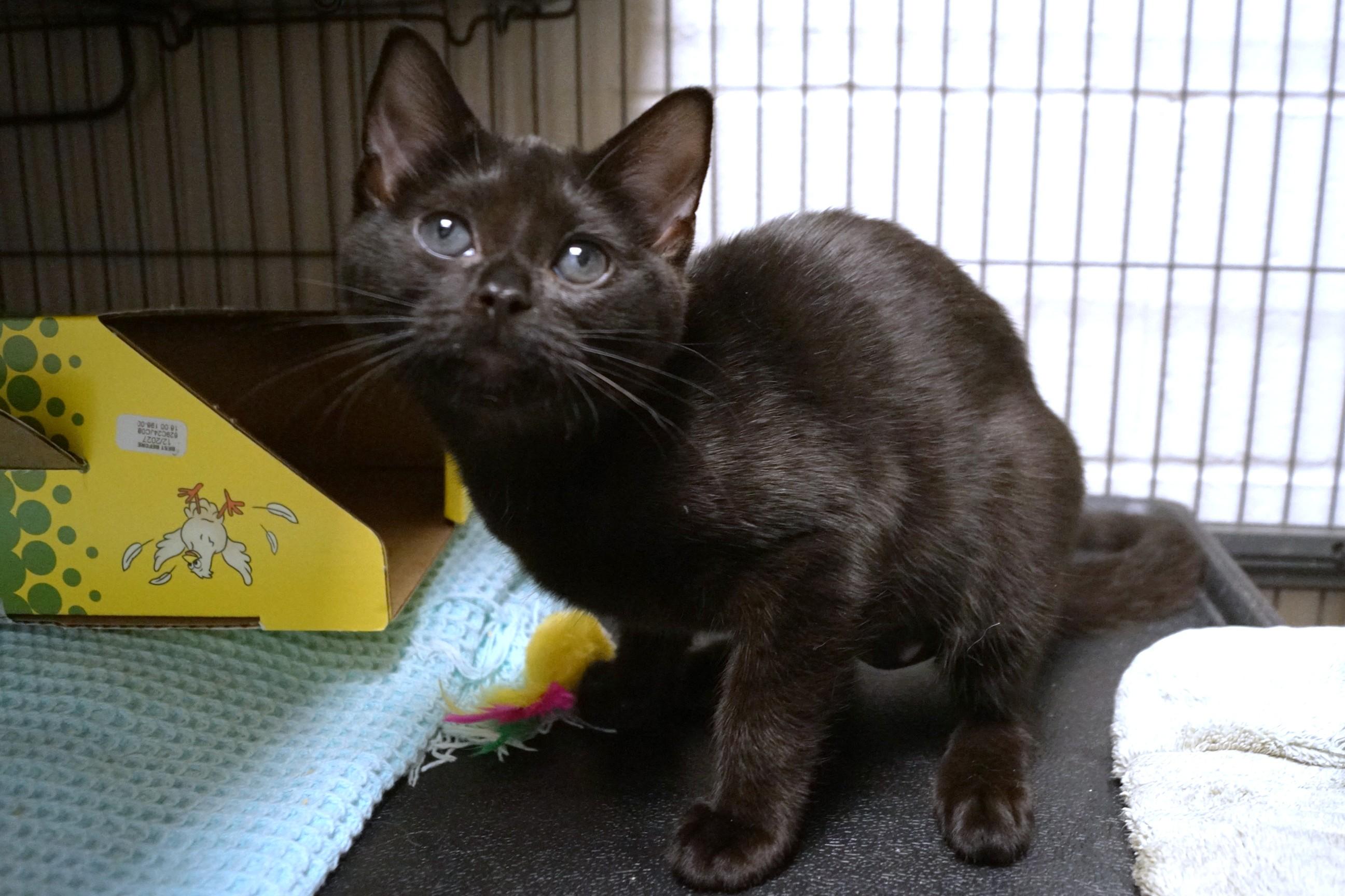 Enlarge Maya bonded w/Luka, a Adopted Domestic Short Hair in New Milford, CT image 2/5