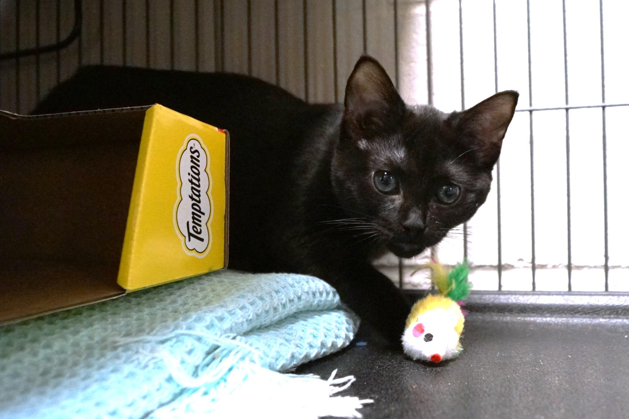 Enlarge Maya bonded w/Luka, a Adopted Domestic Short Hair in New Milford, CT image 5/5