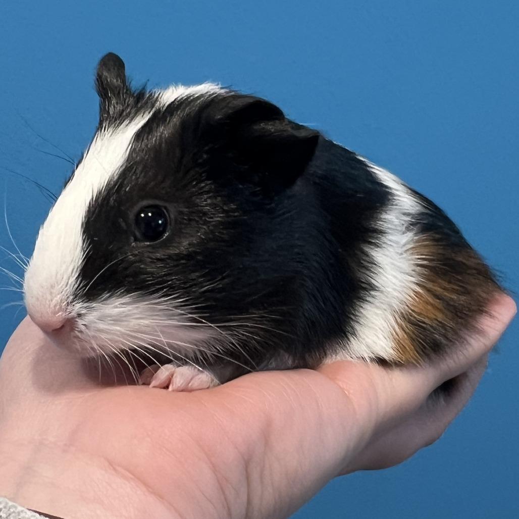 Evan Bates, Adoptable, Baby Male Guinea Pig.