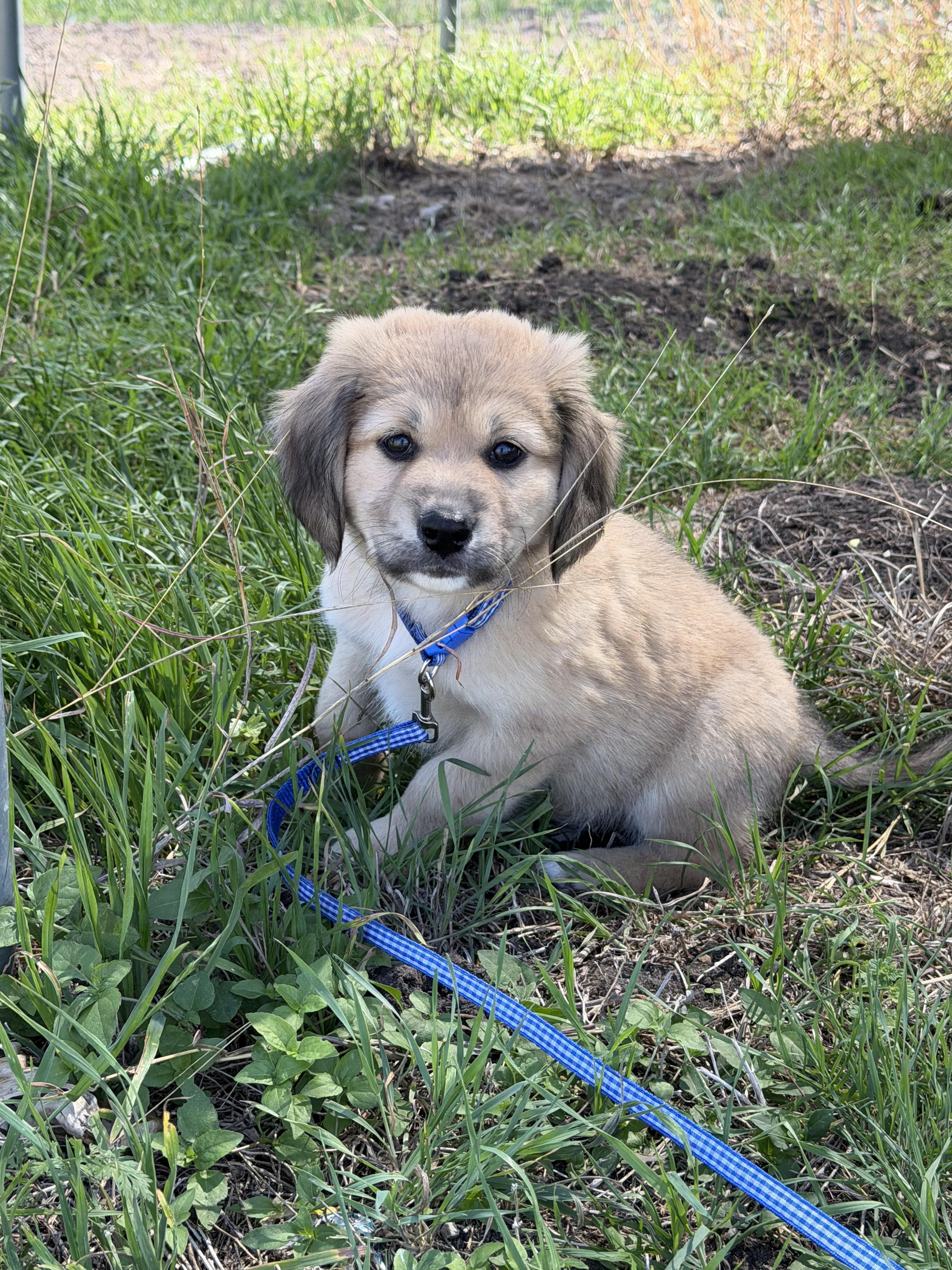 Enlarge Hamilton , an adopted mixed breed in Austin , TX image 3/6